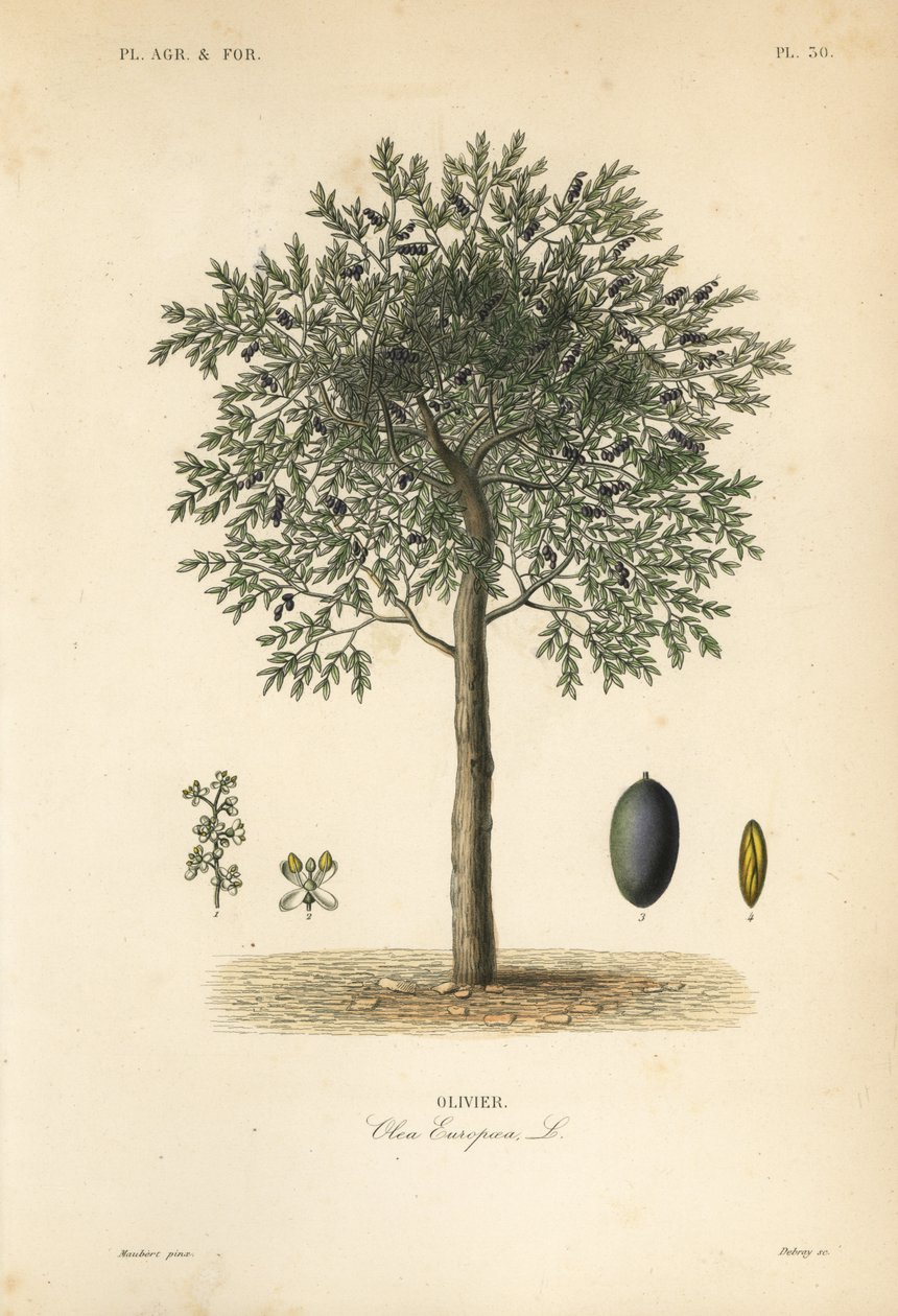 オリーブの木、Olea europaea、Olivier 作： 不明