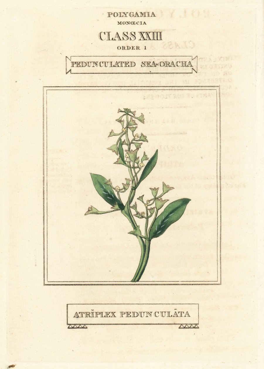 ペダンキュレート・シーパースレーン、Atriplex pedunculata。リチャード・デュッパの図版をもとにした手彩色銅版画（『The Clours and Orders of the Linnaean System of Botany』Longman, Hurst, Londonより）。 作： 無名の画家