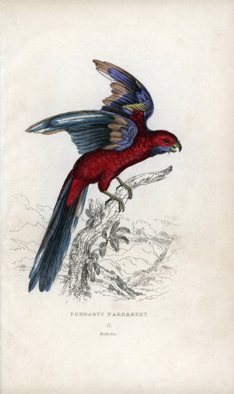 ペナントインコ、Psittacus pennantii。プラティカス・エレガンス 作： 無名の画家