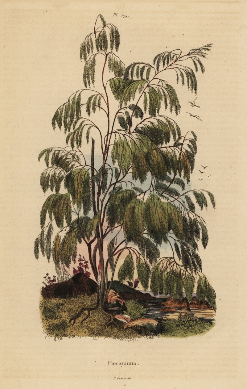 Plocama pendula shrub 作： 不明