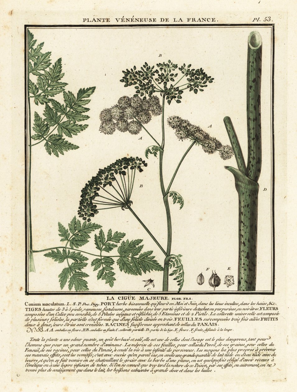 毒ヘムロック、Conium maculatum。 作： 無名の画家