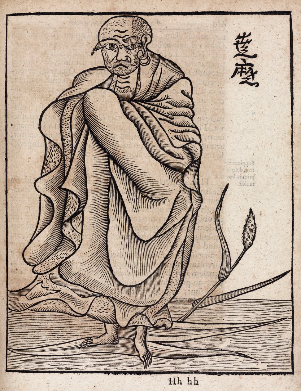 菩提樹の肖像（v 作： 不明