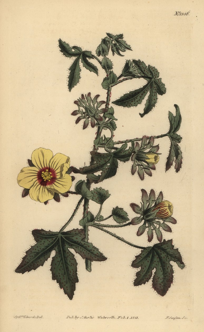 トゲのある茎のハイビスカス、Hibiscus surattensis 作： 不明