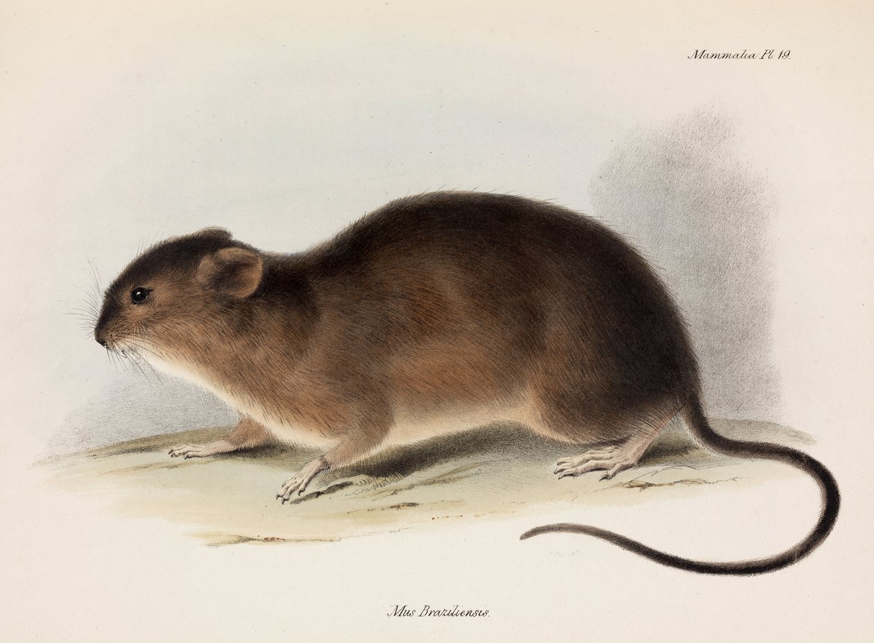 ネズミ、南アメリカ、1832-1836年頃 作： 不明