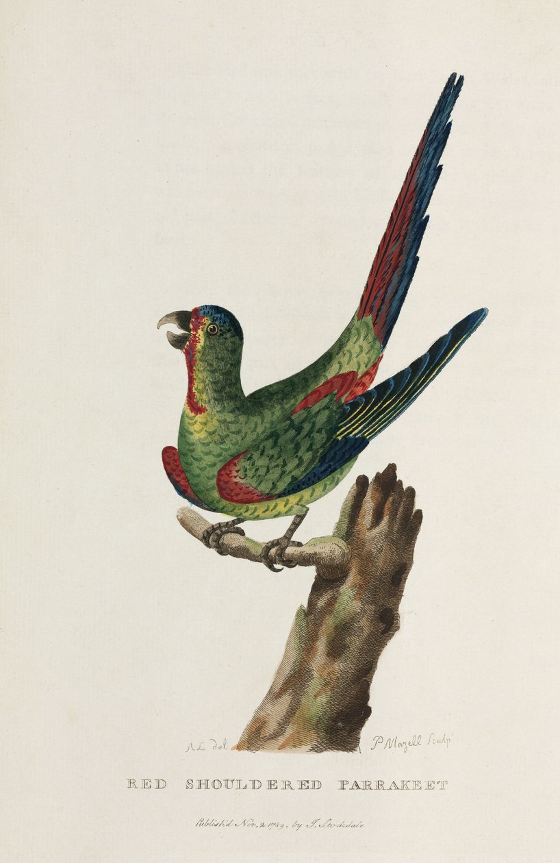 「赤い肩のインコ」、オーストラリア、1788年頃 作： 無名の画家