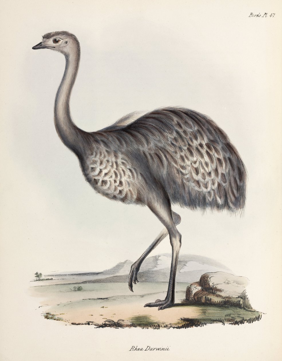 レア、南アメリカ、c 1832-1836 作： 無名の画家