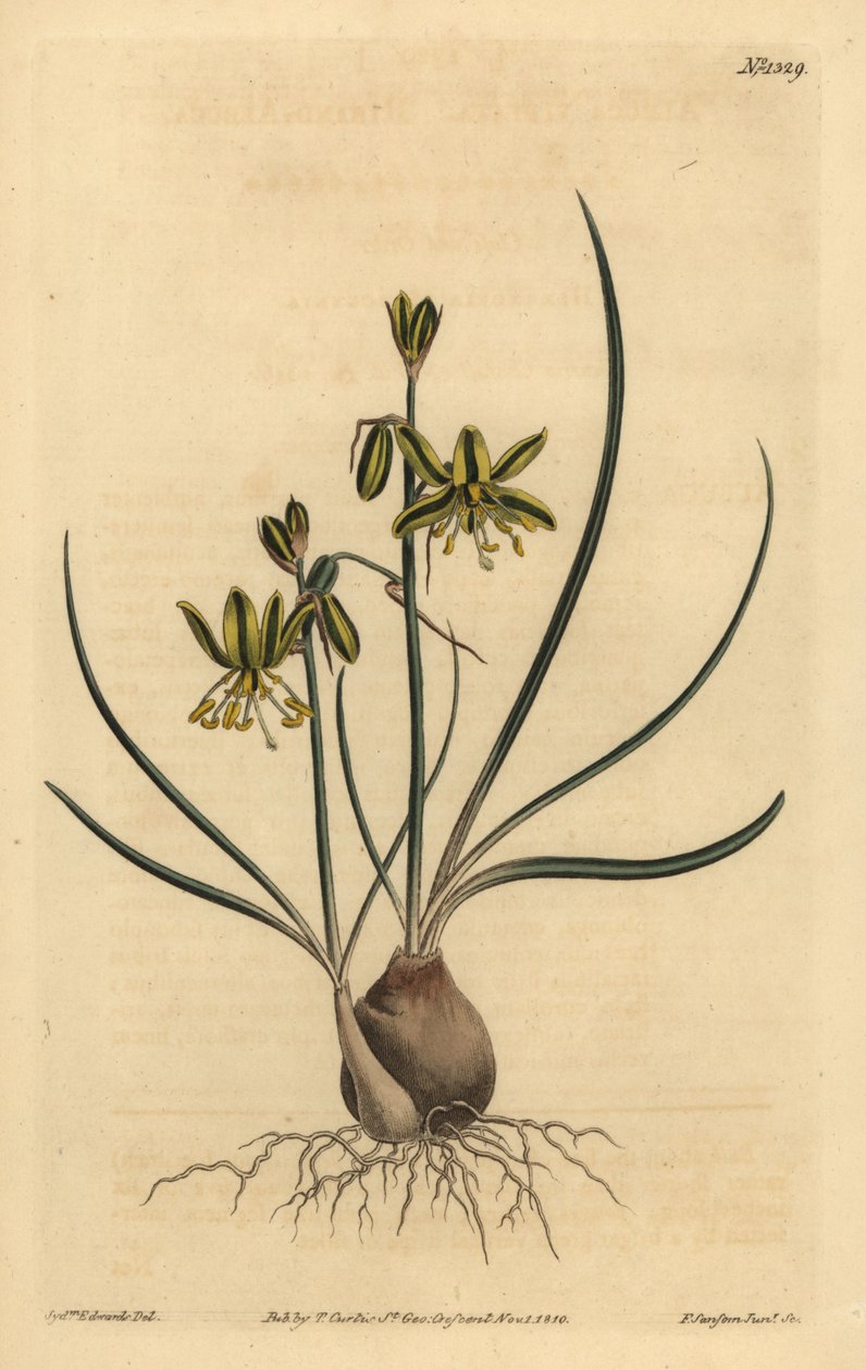 Riband albuca, Albuca vittata 作： 不明