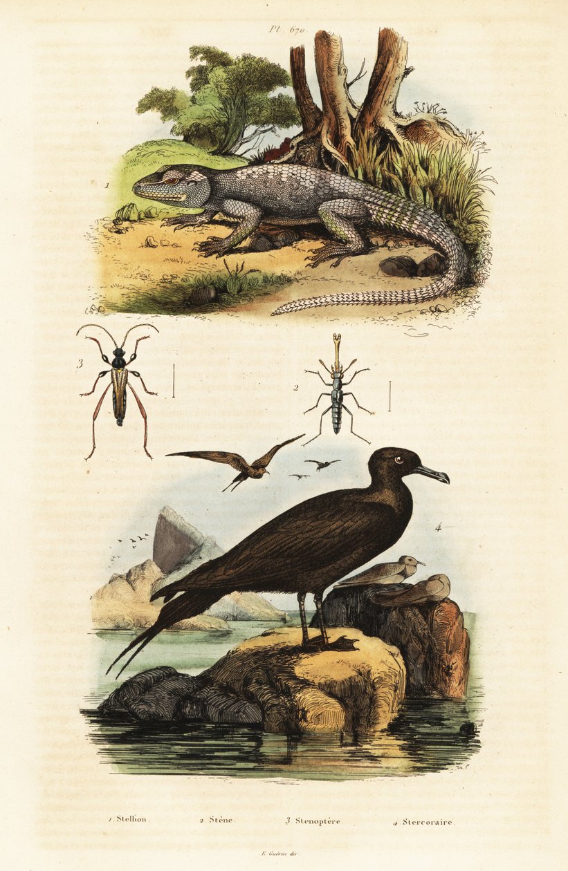 岩アガマと寄生イェーガー、1834-1839 (彫刻) 作： 無名の画家