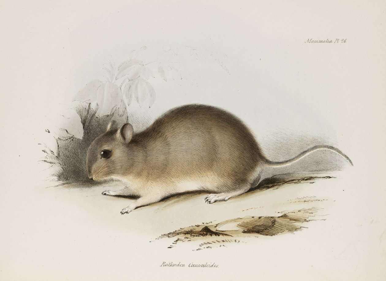 げっ歯類、c 1832-1836 作： 無名の画家