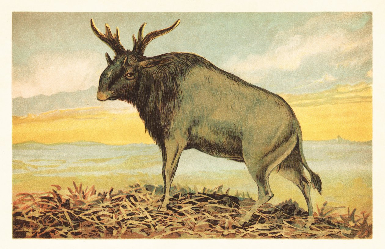 シヴァの獣、Sivatherium giganteum.1908 (リトグラフ) 作： 無名の画家