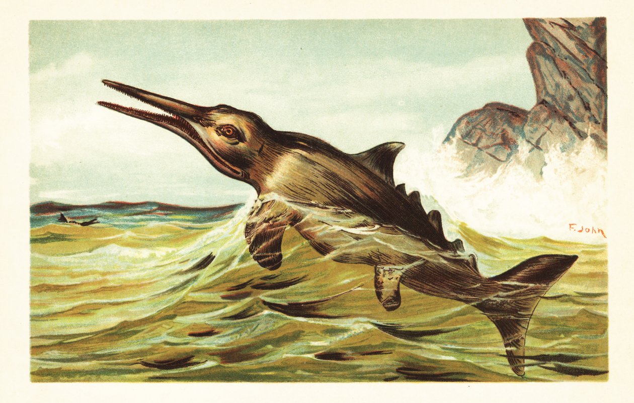 Stenopterygius quadriscissus、絶滅した魚竜.1908 (リトグラフ) 作： 無名の画家