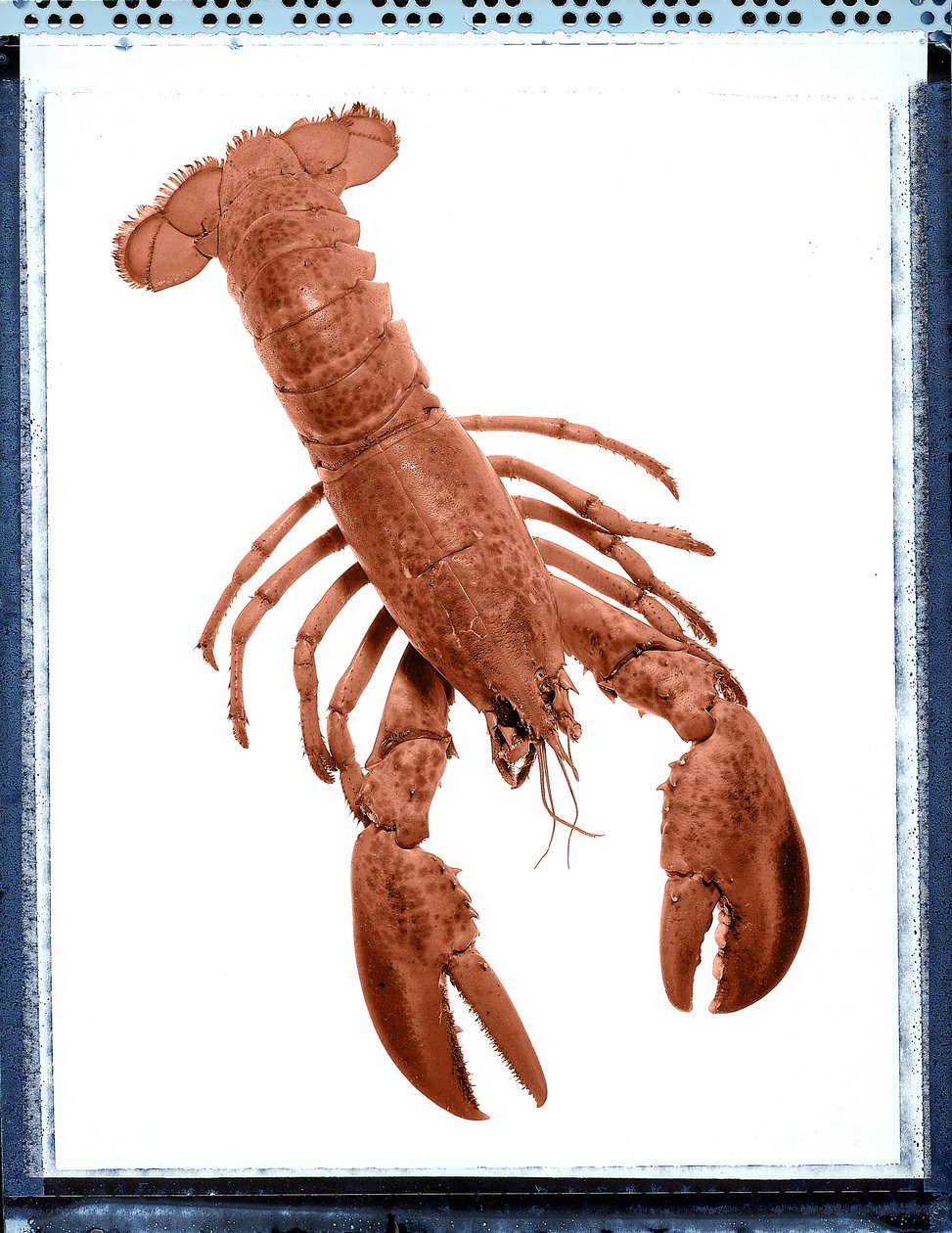 ロブスターの静物画 作： 不明