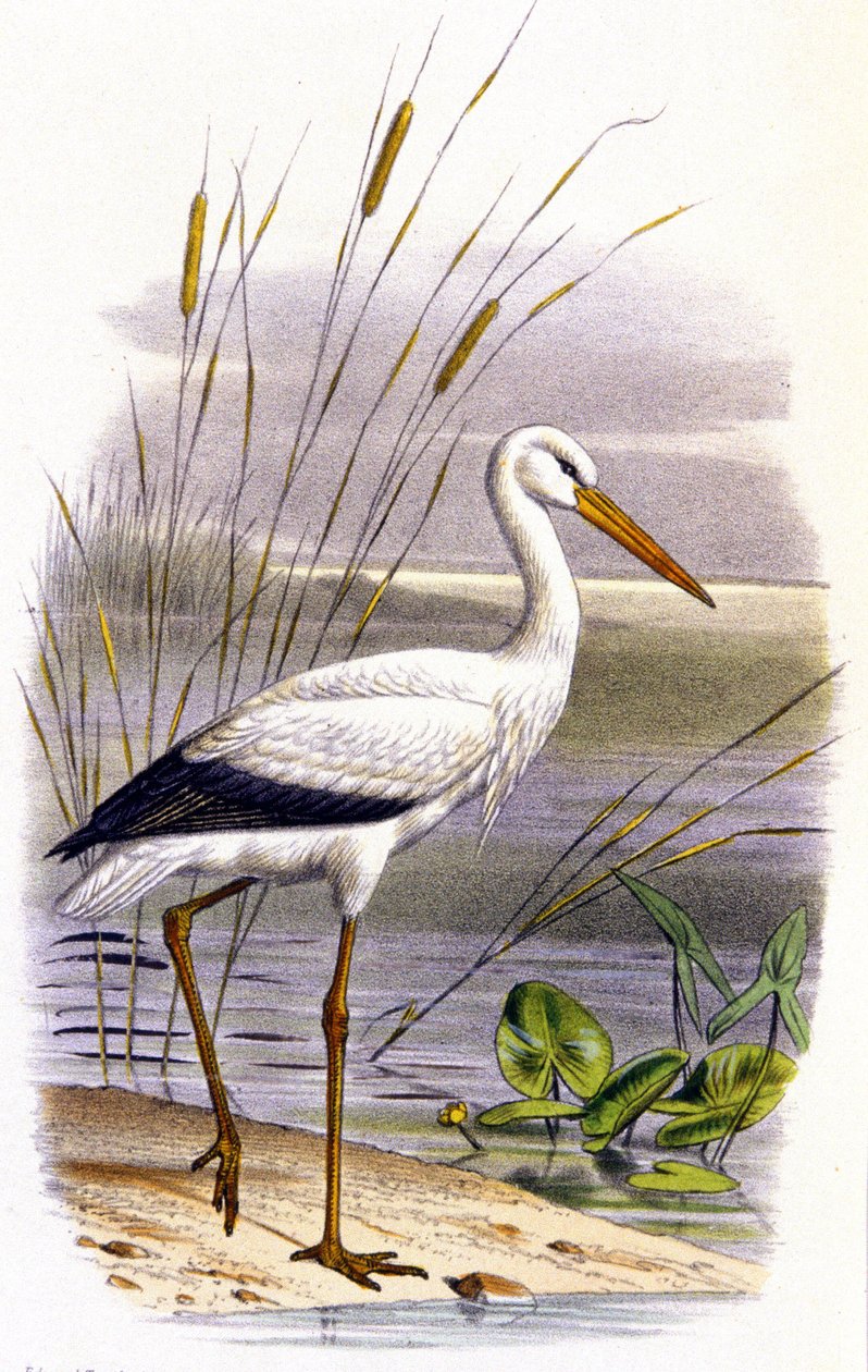 コウノトリ 1850年頃（リトグラフ） 作： 無名の画家
