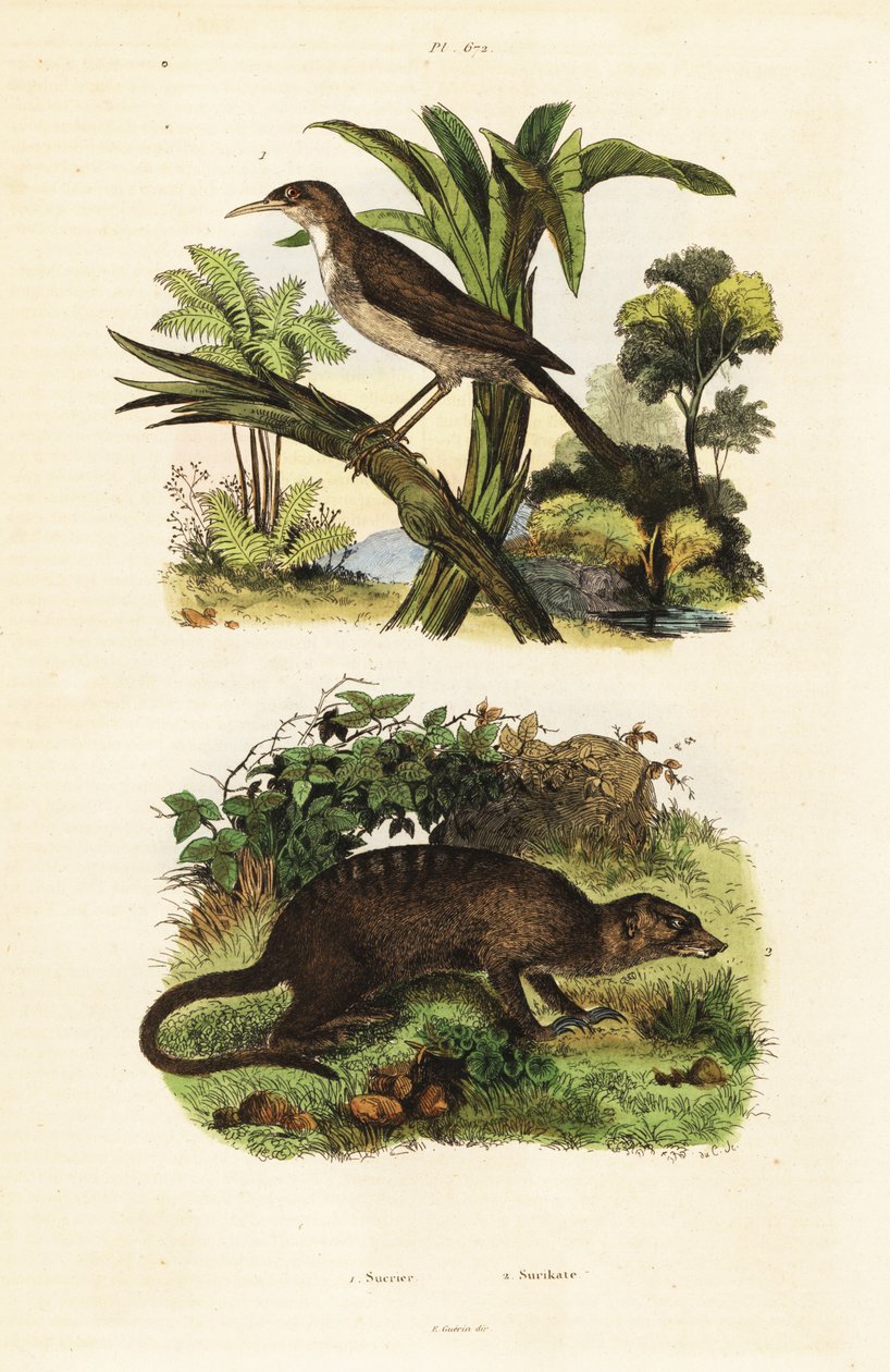 サンバードとミーアキャット、1834-1839 (彫刻) 作： 無名の画家