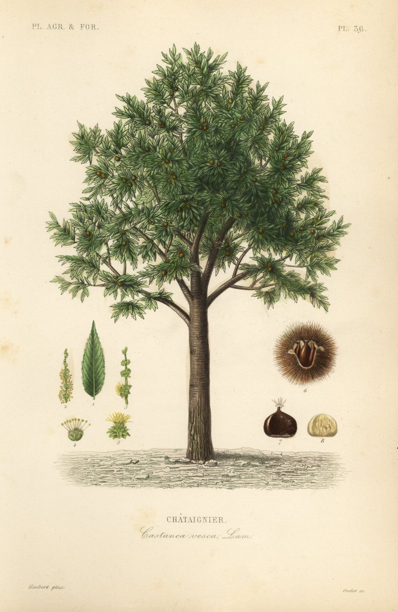 甘栗、Castanea sativa、Castanea vesca、Chataignier 作： 不明