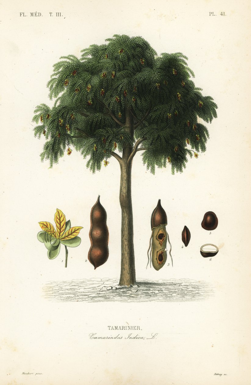 タマリンドの木、Tamarindus indica、Tamarinier 作： 不明