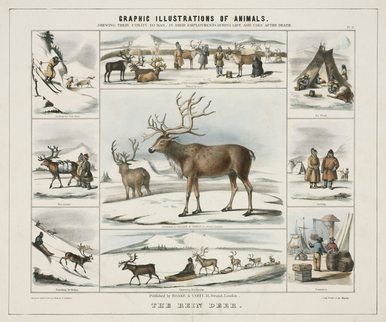 Rein Deer」1845年頃 作： 不明