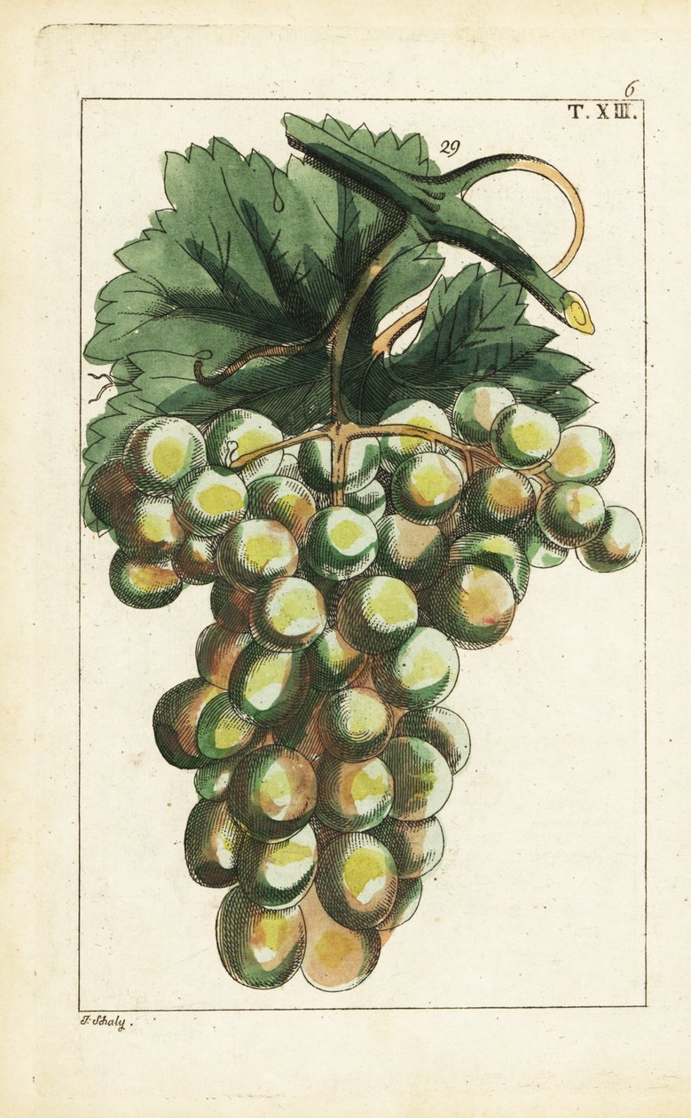 Traminar 品種のブドウ、Vitis vinifera。 作： 無名の画家