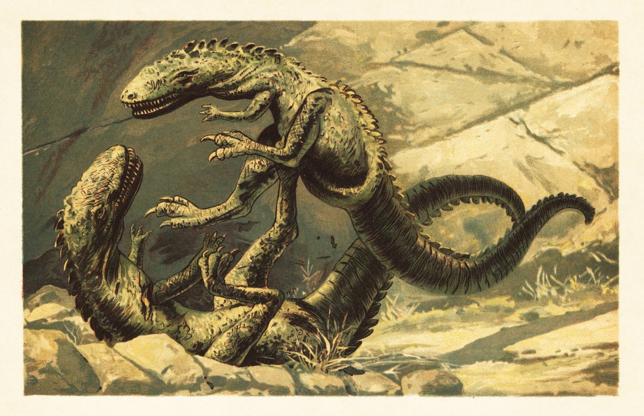 2 つの戦う Dryptosaurus aquilunguis.1908 (リトグラフ) 作： 無名の画家