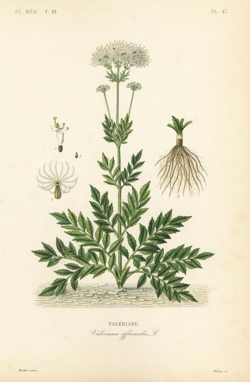 バレリアン、Valeriana officinalis、バレリアンヌ 作： 不明