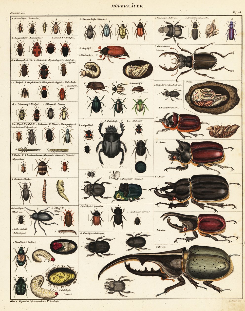 カブトムシの品種、1841年（リトグラフ） 作： 無名の画家
