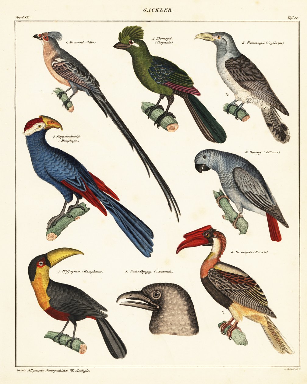 鳥の品種、1841年（リトグラフ） 作： 無名の画家