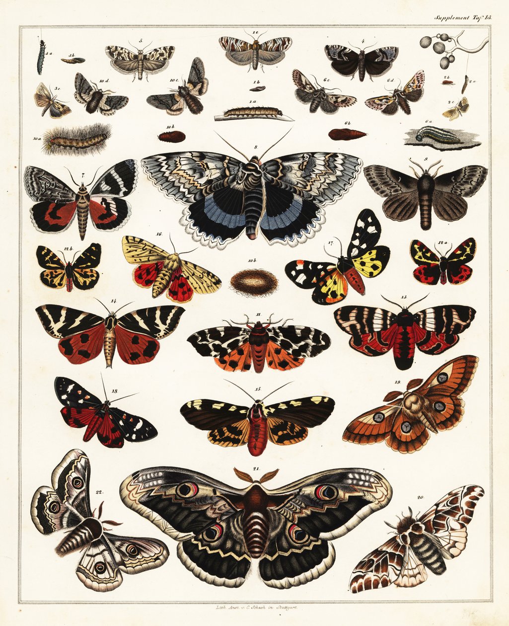 蝶、蛾などの品種、1841年（リトグラフ） 作： 無名の画家