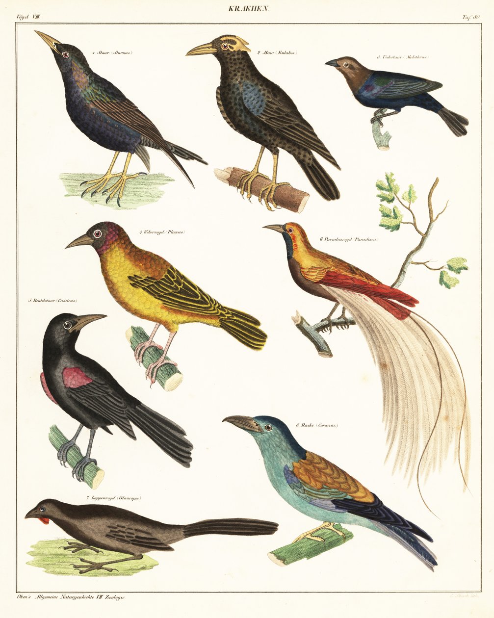 エキゾチックな鳥の品種。 1841年（リトグラフ） 作： 無名の画家