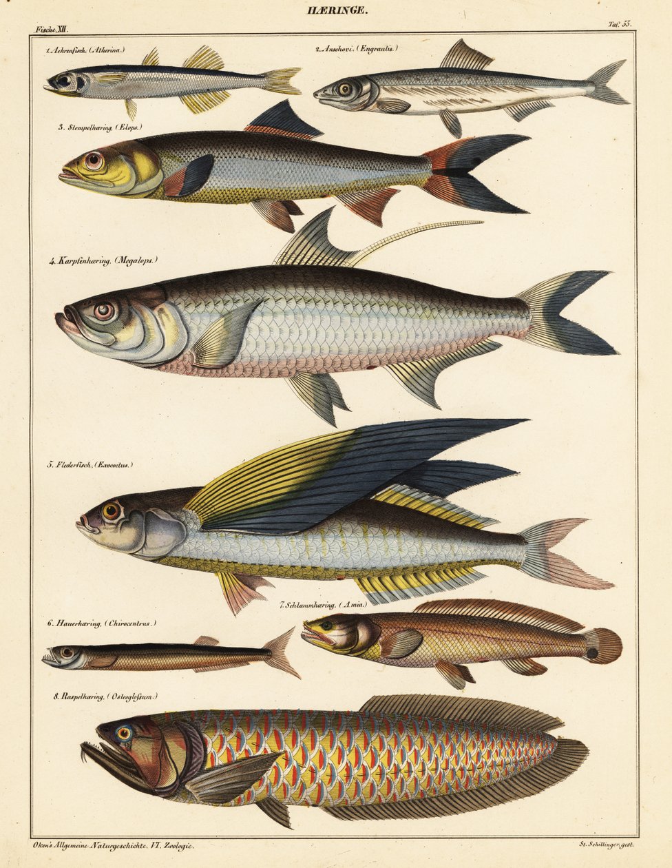 魚の品種、1841年（リトグラフ） 作： 無名の画家
