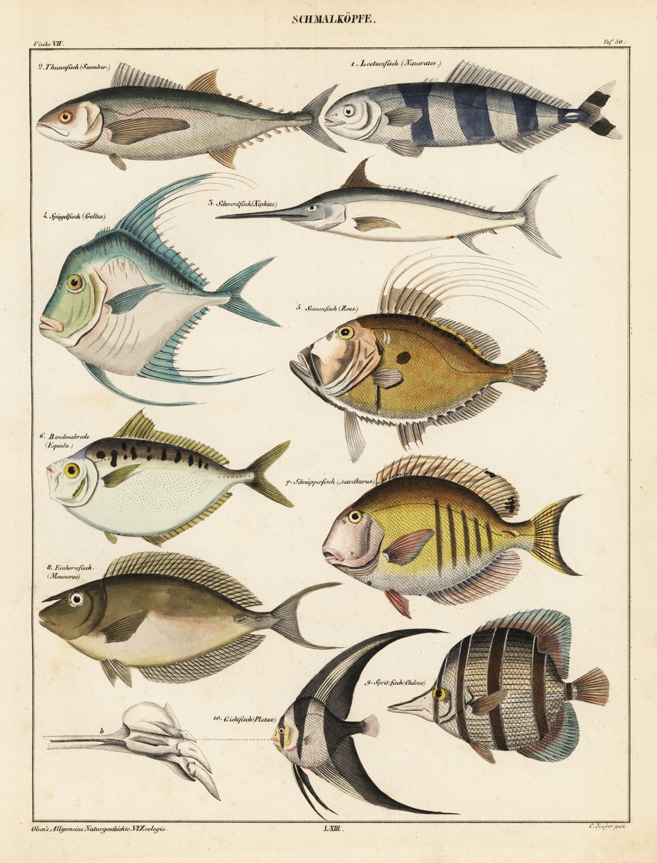 魚の品種、1841年（リトグラフ） 作： 無名の画家