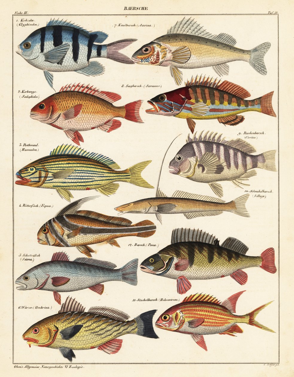 魚の品種、1841年（リトグラフ） 作： 無名の画家