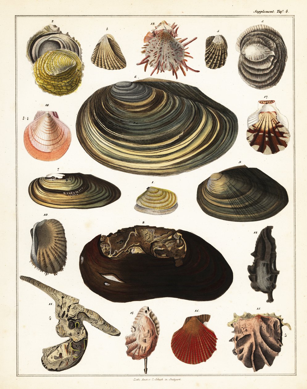 さまざまな貝殻、軟体動物、1841年（リトグラフ） 作： 無名の画家