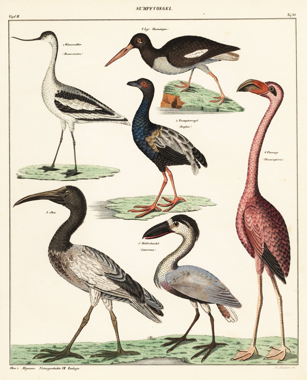 渡り鳥の品種。 1841年（リトグラフ） 作： 無名の画家