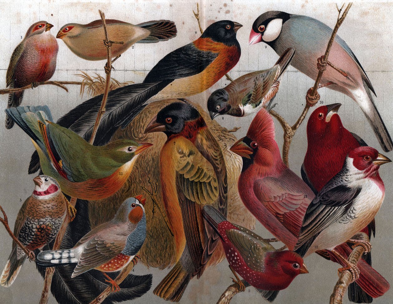 様々な鳥 1900年頃（エングレーヴィング） 作： 無名の画家
