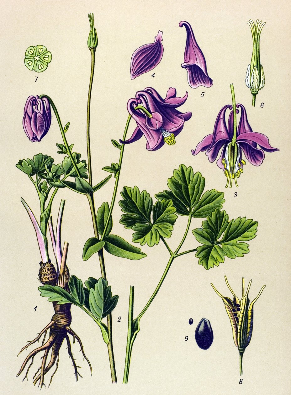 有毒植物: アンコリア (Aquilegia vulgaris) 作： 無名の画家