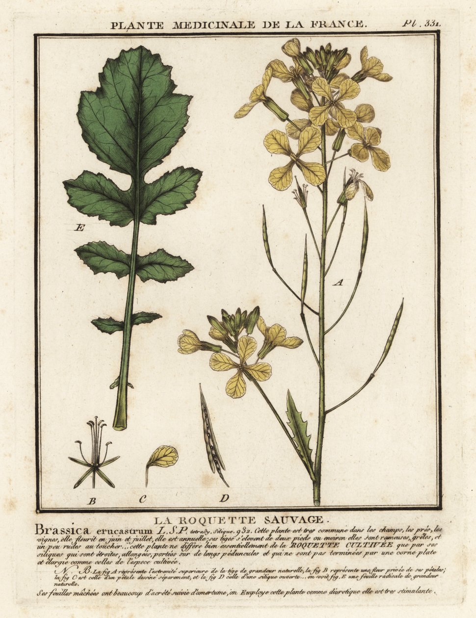 クレソンの葉のロケット、Erucastrum nasturtiifolium。 作： 無名の画家
