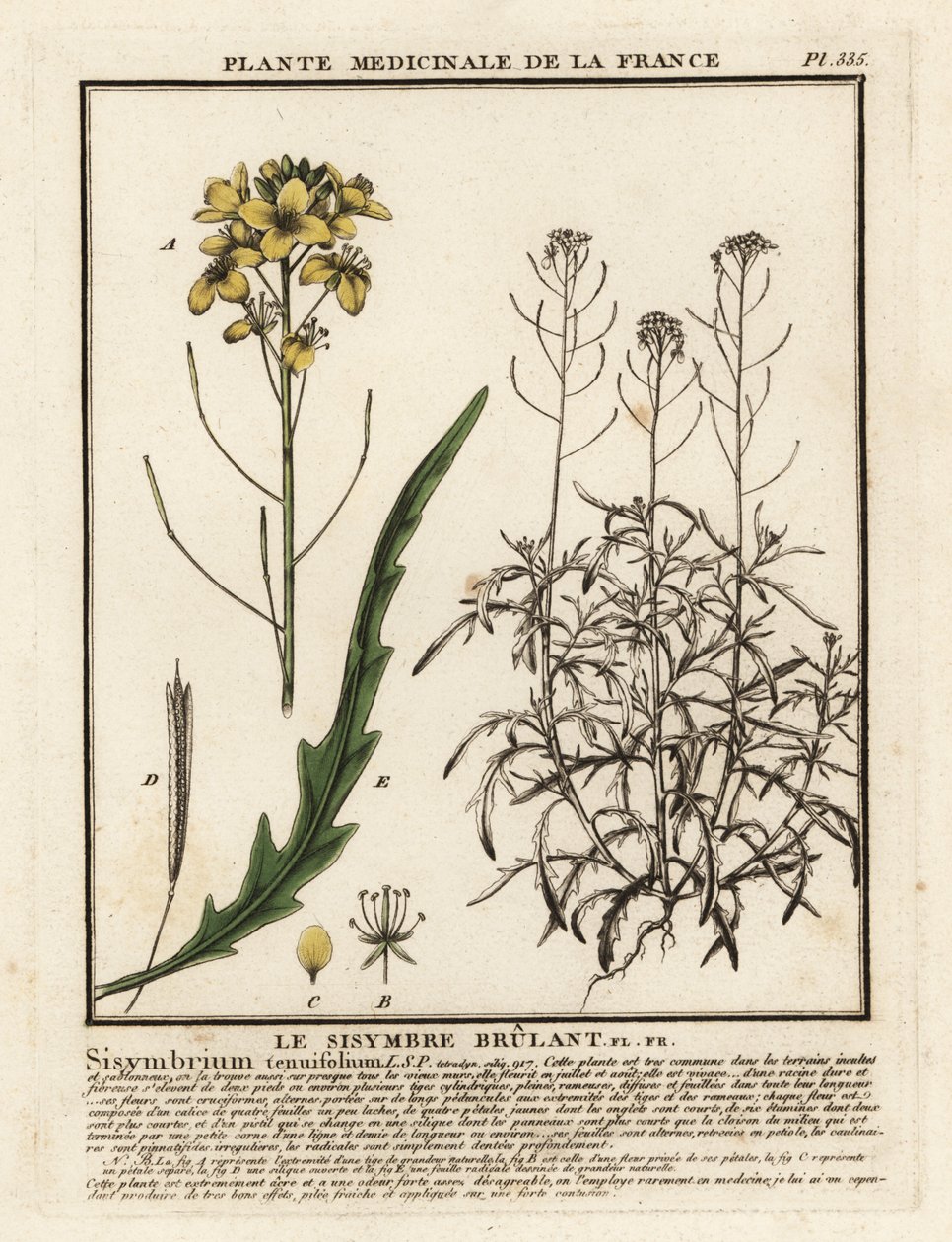 野生のロケット、Diplotaxis tenuifolia。 作： 無名の画家
