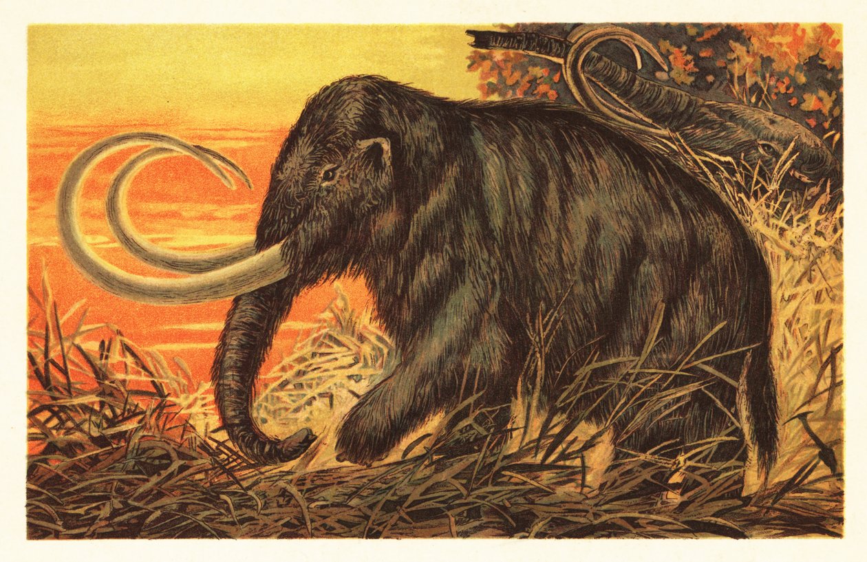 ケナガマンモス、Mammuthus primigenius.1908 (リトグラフ) 作： 無名の画家