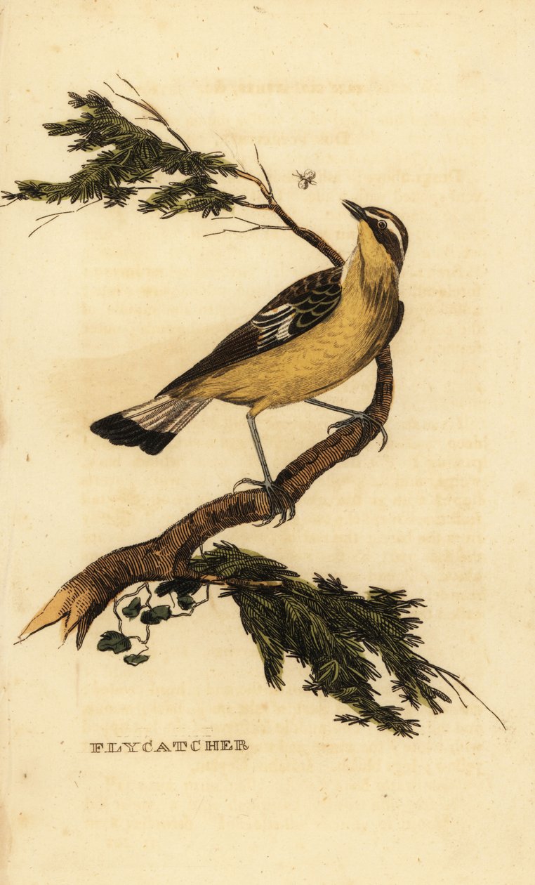 キビタキヒタキ、Ficedula zanthopygia。 1815年（彫刻） 作： 無名の画家