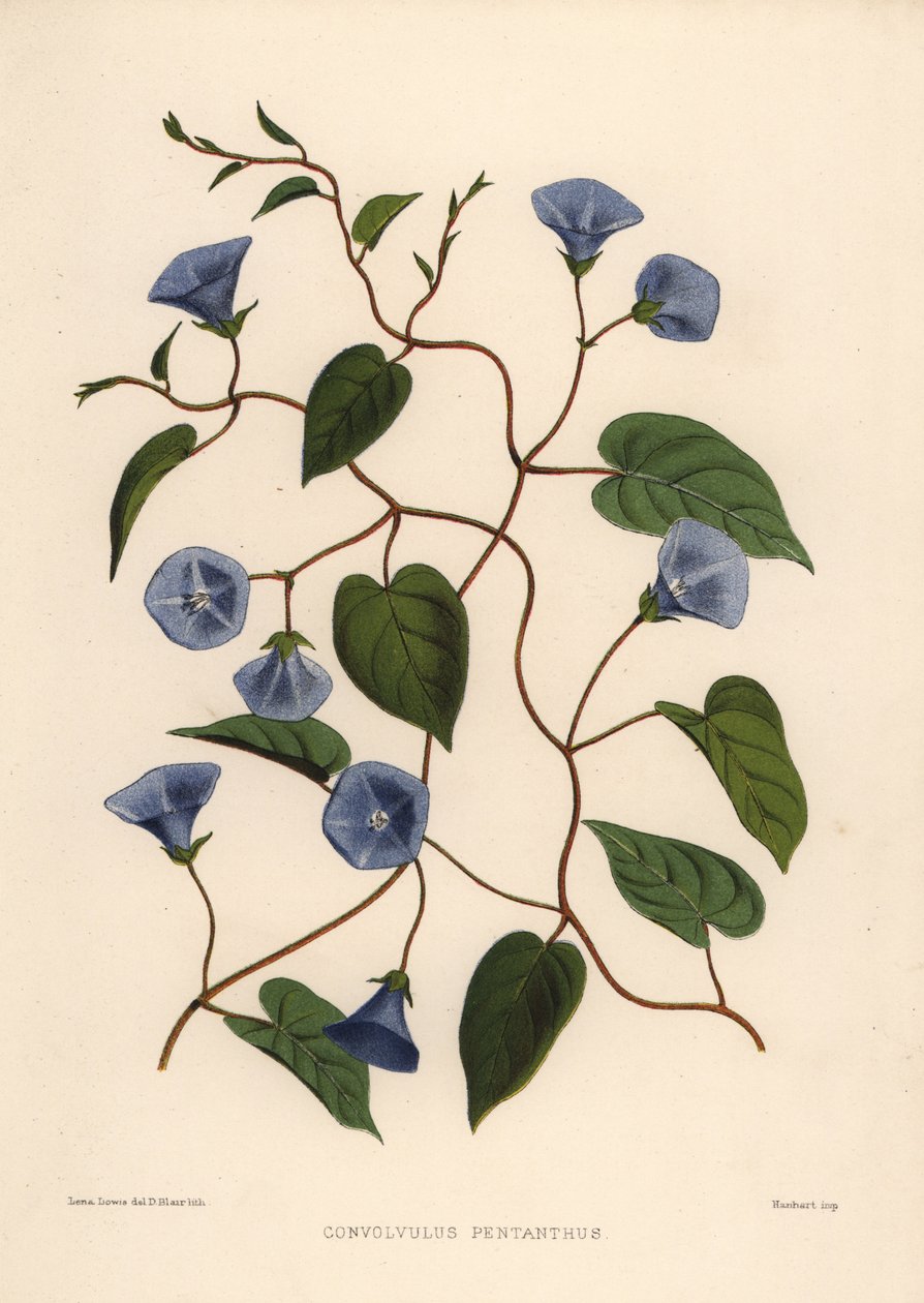 Clustervine、Jacquemontia pentanthos（Convolvulus pentanthus） 作： 不明
