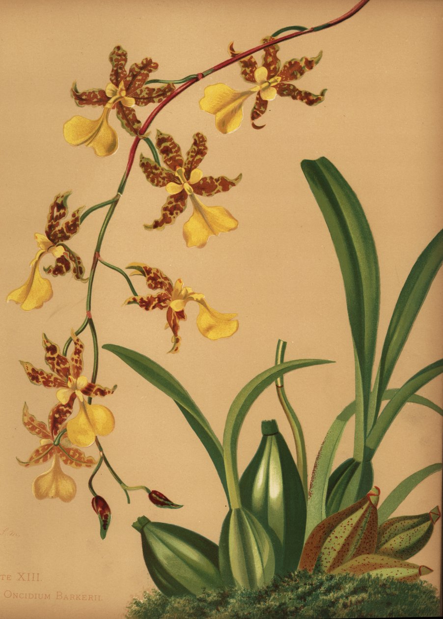 踊るレディラン、Oncidium tigrinum（Oncidium barkerii） 作： 不明