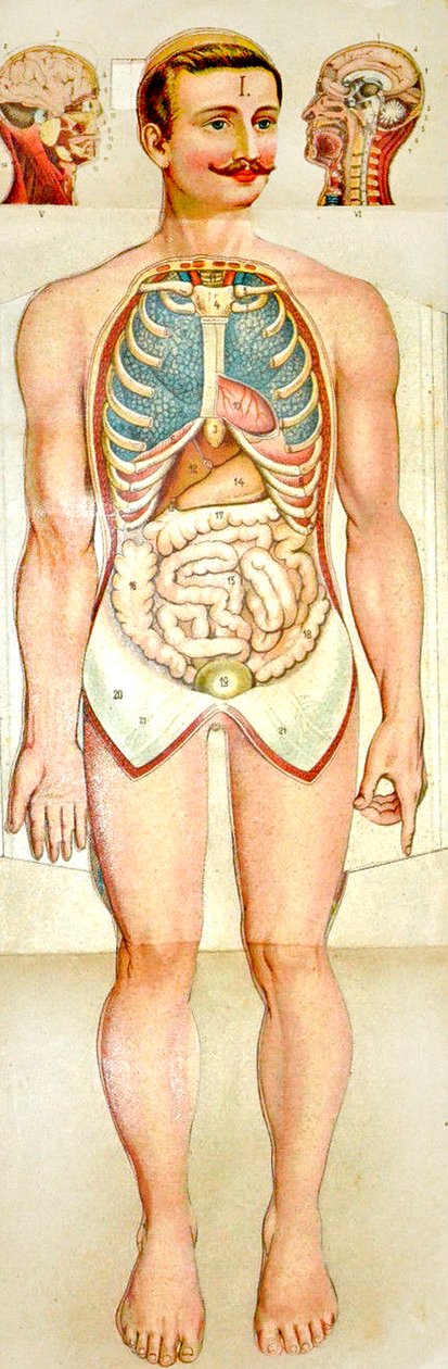 人体解剖学の展開型教育モデル、c。 1895 作： 不明