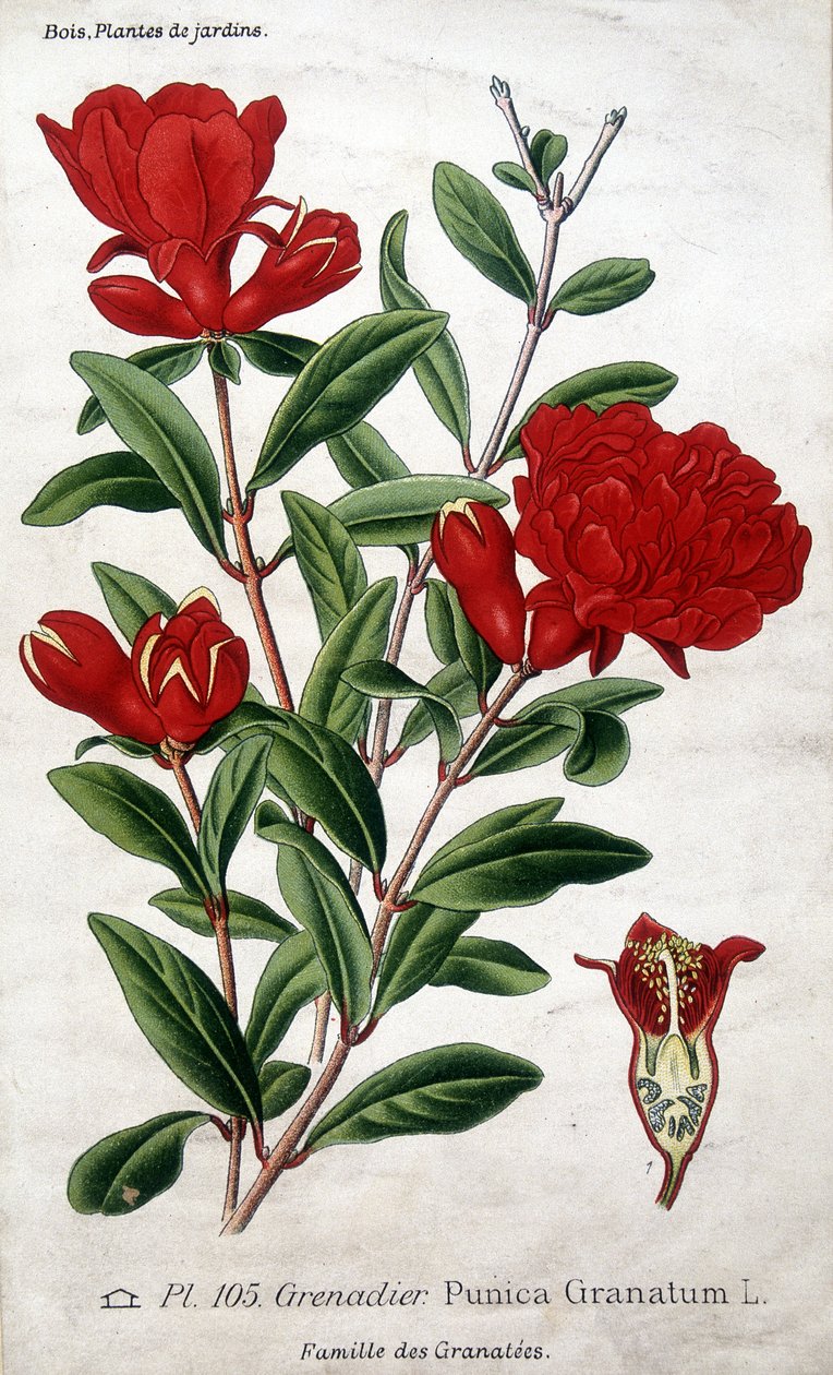 庭木：ザクロの花（グレナテース科）。 作： 無名の画家