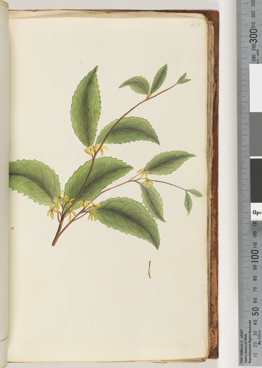 48ページ。不明な植物 作： 不明