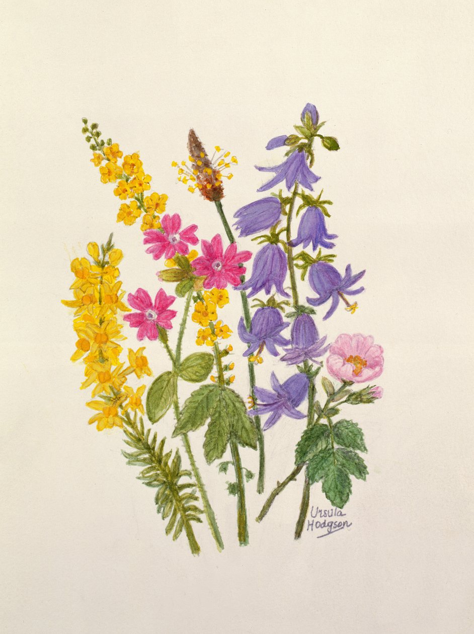 ブルーベル、ほうき、ハーブロバート、その他の野生の花（紙にトイレ） 作： ウルスラ・ホジソン