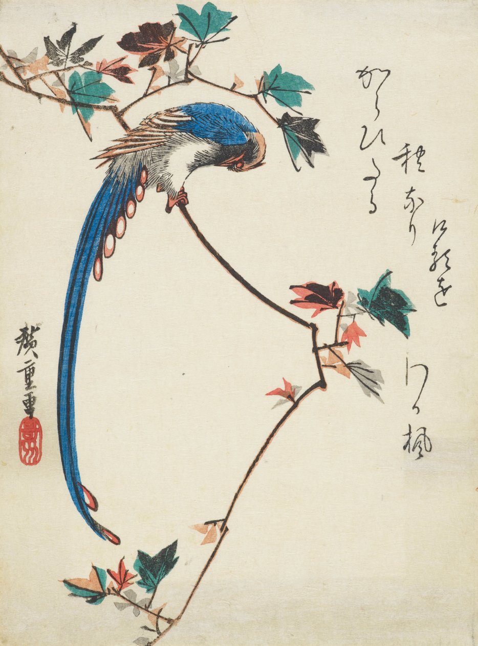 カエデの枝にカササギ 作： 歌川広重
