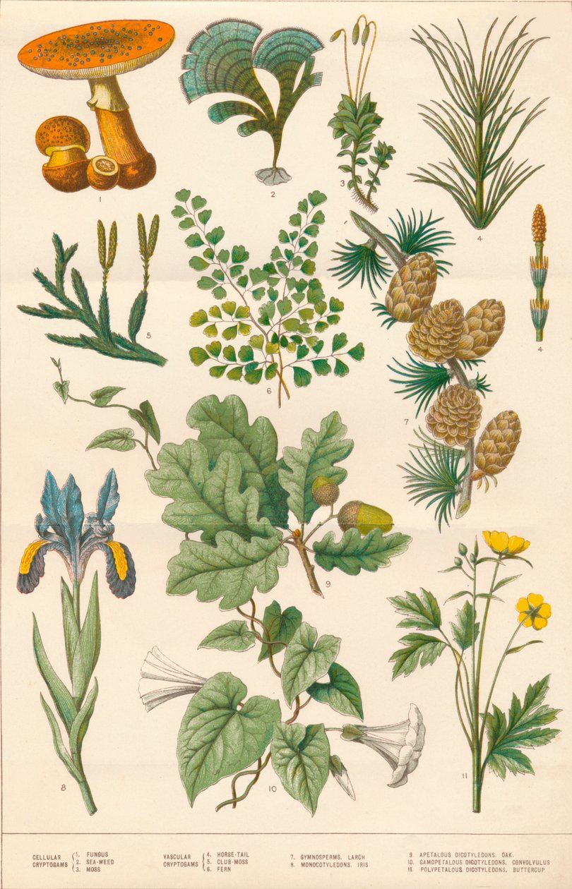 植物のイラスト、c1880s。 作： ヴィンセントブルックスの日と息子
