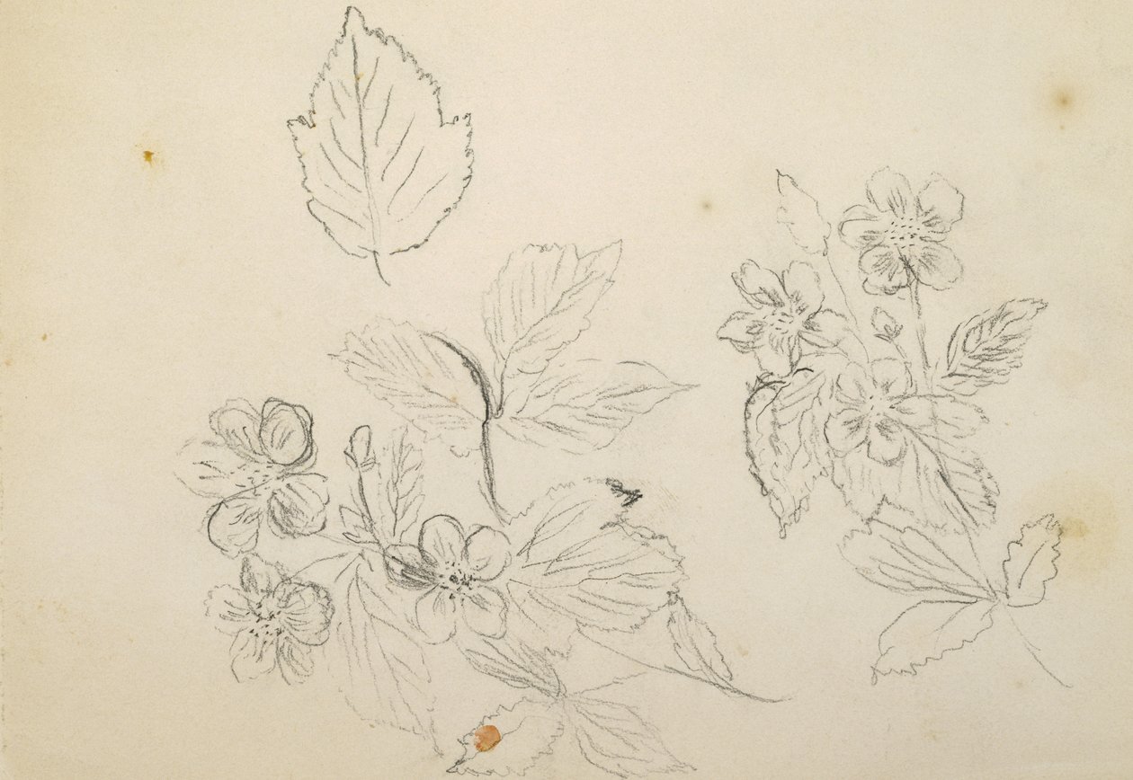 Recto：Flower Study、1869-1871 作： ヴィンセント・コリア
