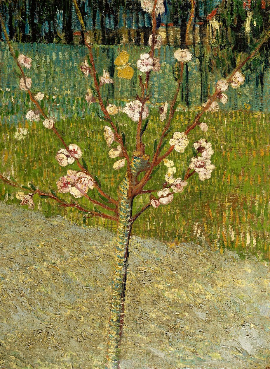 アーモンドの木の花、1888 作： ヴィンセント・ヴァン・ゴッホ