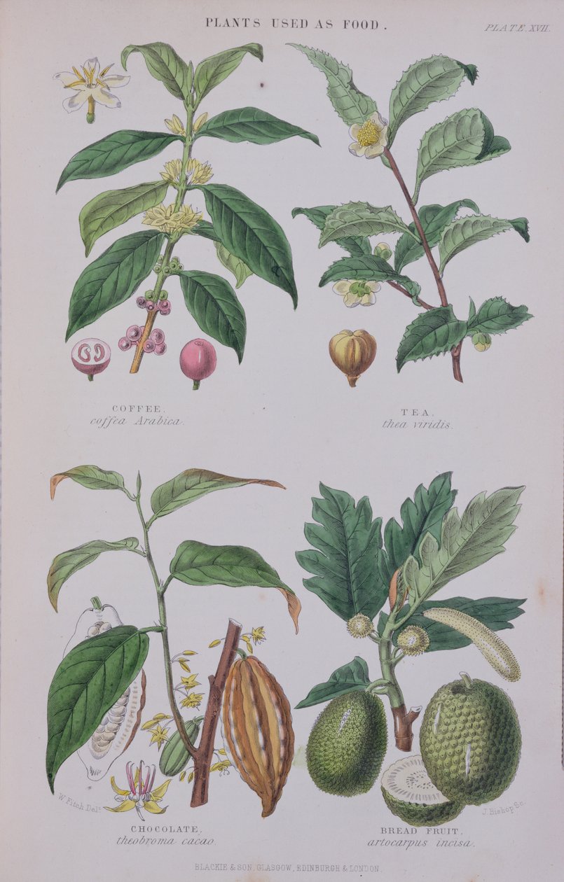 コーヒー、紅茶、チョコレート、パンノキ、植物学のプレート、J。ビショップ、1872年 作： WHフィッチ